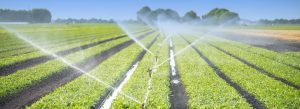 Filtered Water Getting Sprayed on Crops